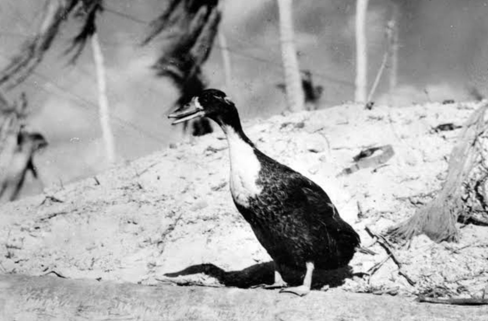 04. SGT SIWASH - The Mighty Devil Duck